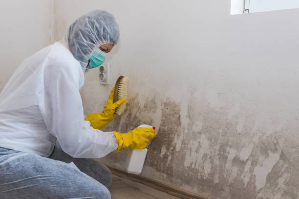 Best Professional Mold Removal  in Bowling Green, OH
