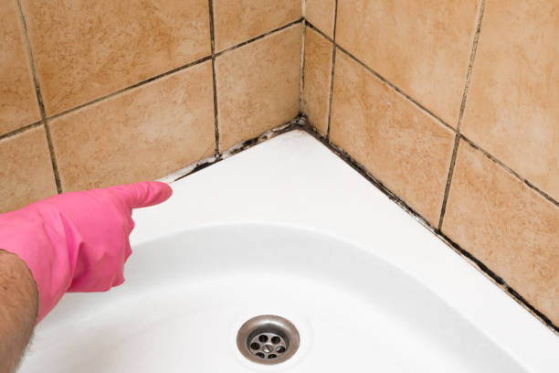 Best Crawl Space Mold Removal  in Bowling Green, OH